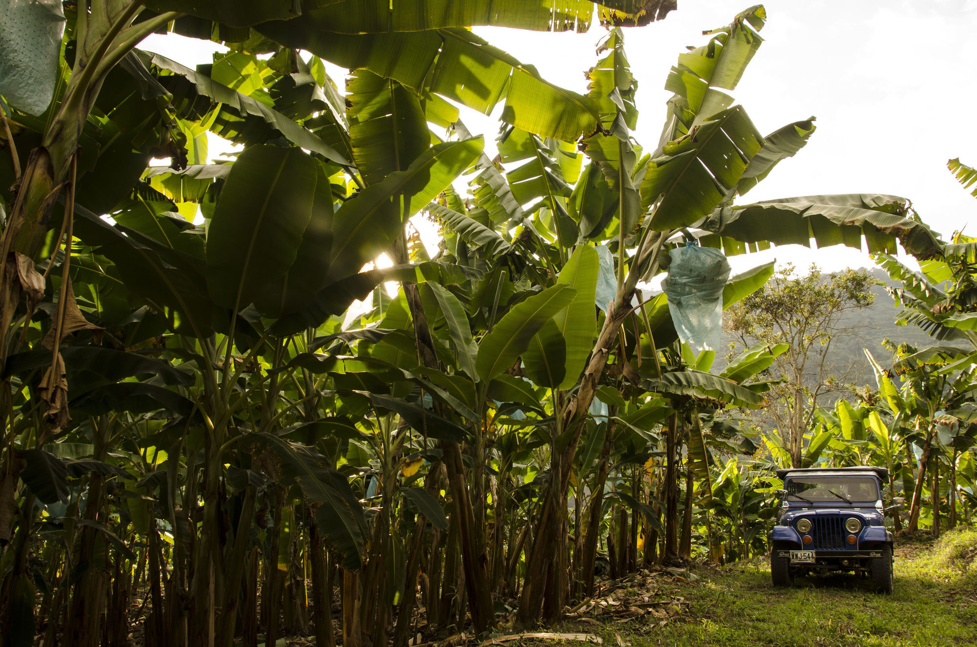 Hacienda Bambusa El Caimo 設備 写真